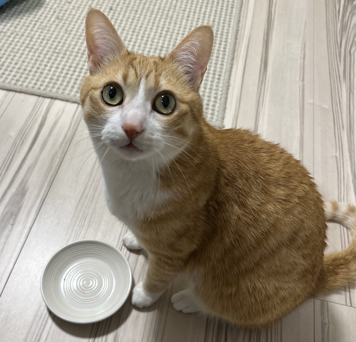 クウとカイ tweet media