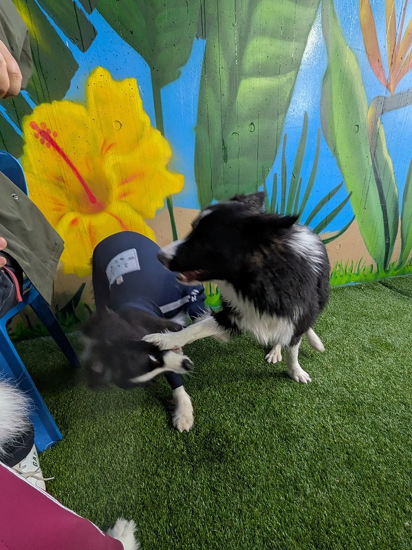 ドルチェ tweet media