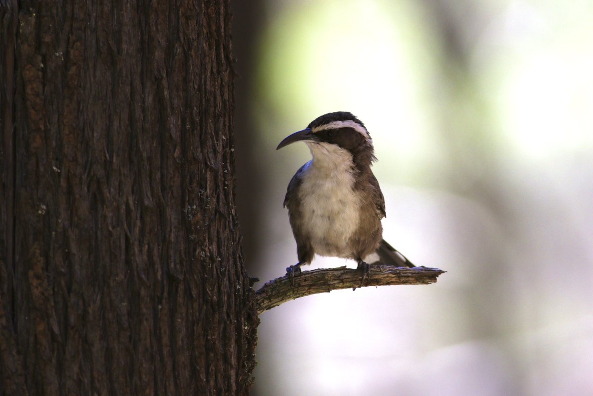 Cavin Osborn tweet media