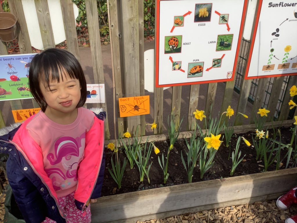 Beautiful daffodils, the sign that longer, sunny days are here 💛