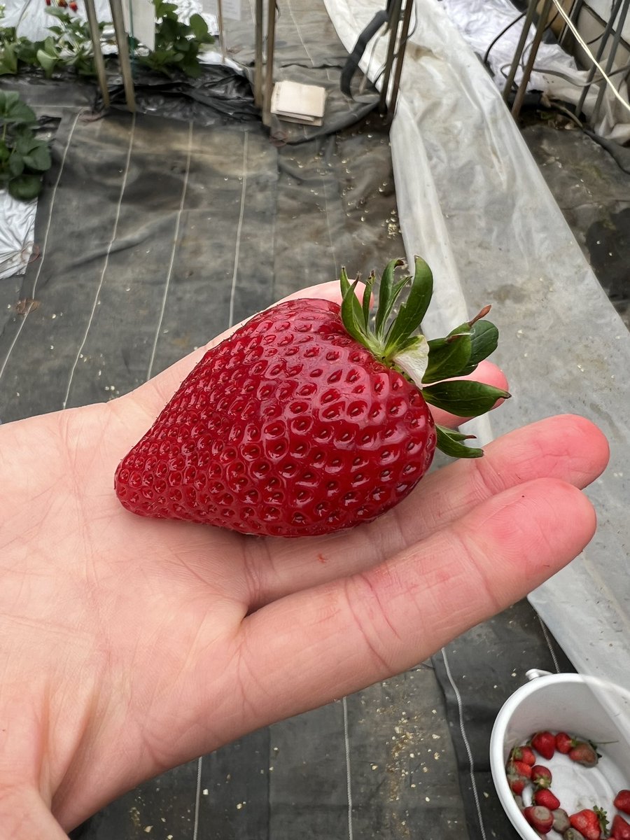 ぱぴすけ tweet media