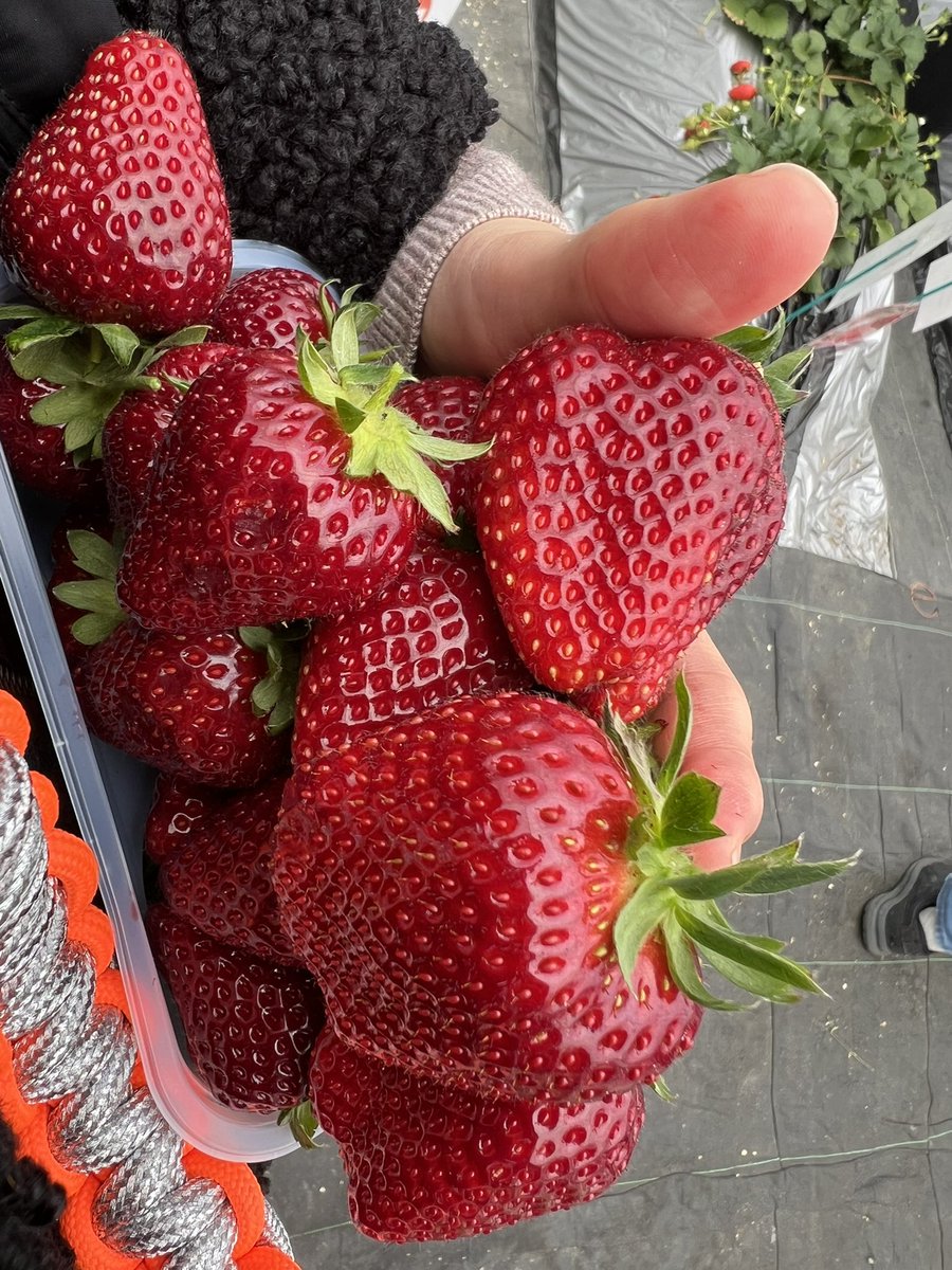 ぱぴすけ tweet media