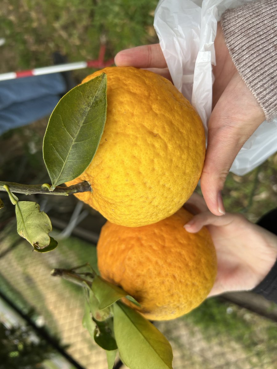 ぱぴすけ tweet media