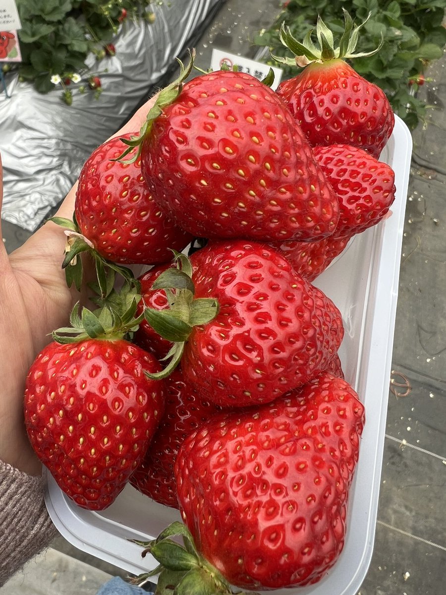 ぱぴすけ tweet media