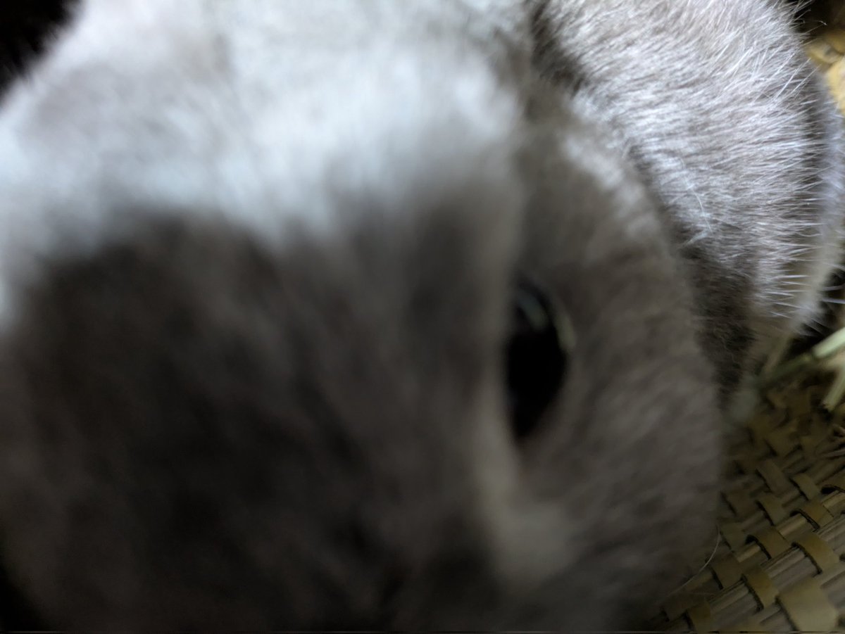 うさぎ、ついに膝上の高さの柵を垂直跳びで脱出するようになったので、明日は放飼場の改造をする。