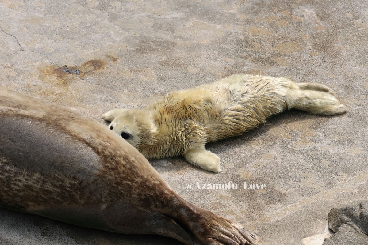 アザモフスキー🦭 tweet media