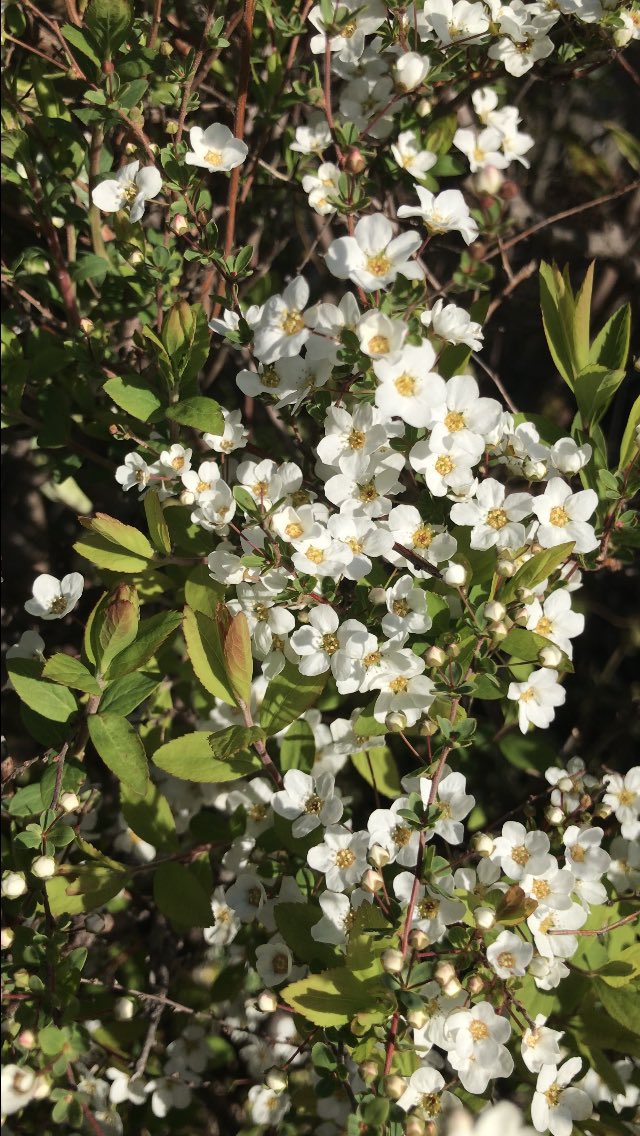 machimux's tweet photo. ユキヤナギが咲き終わる
頃にソメイヨシノの桜🌸
が咲きます
もうそろそろ
#ユキヤナギ https://t.co/VsSYHsEOnq