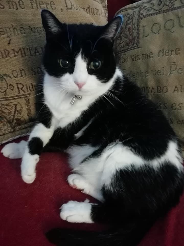 mantle_carol's tweet image. #InternationalDayOfHappiness2026 
#smile #laugh #havefun  #beproud #bekind #bekindalways 
No more words needed 🐾🐾🐕🐈🤗❤💐🕊