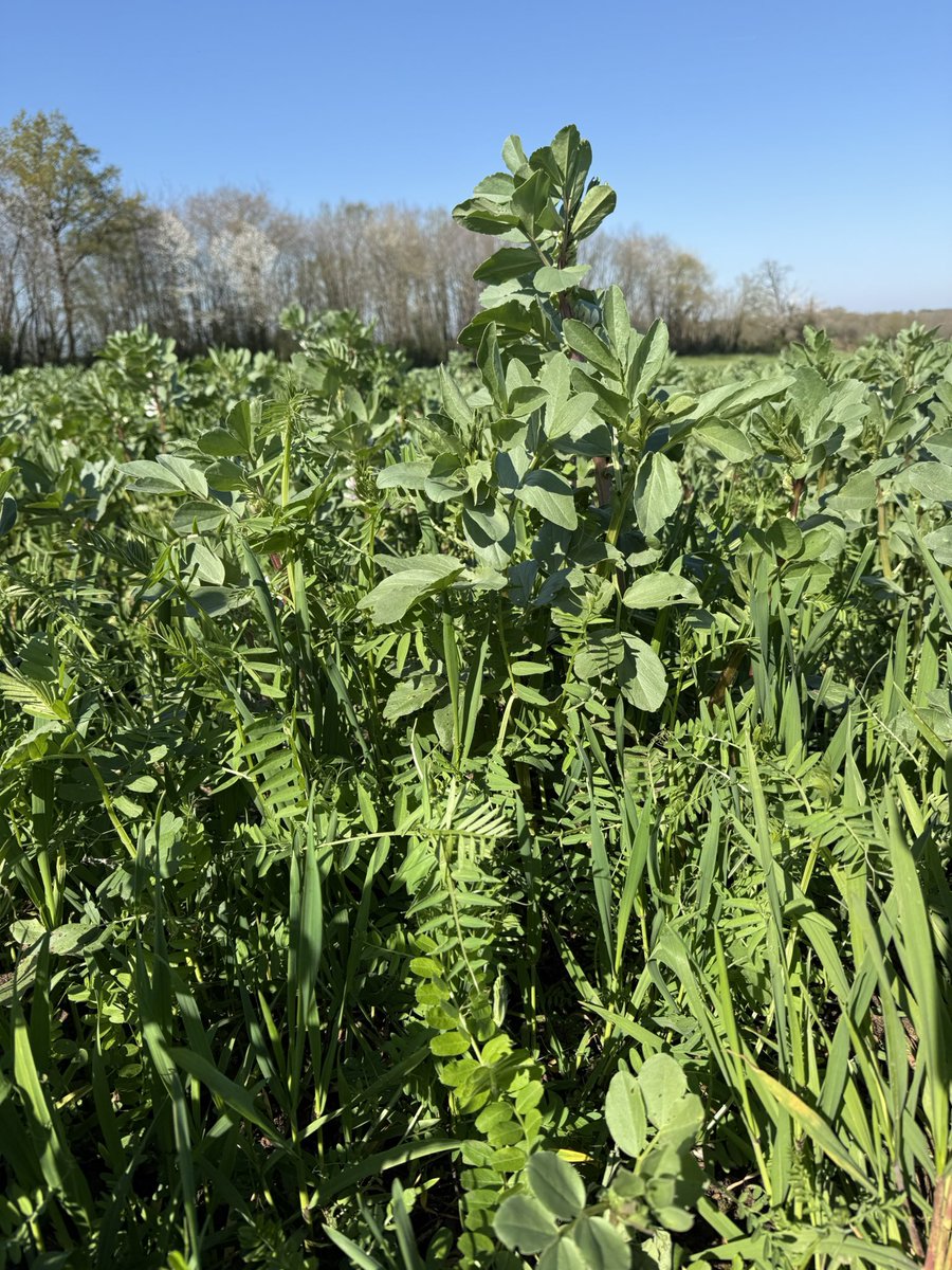 Stéphane Olivier 🇫🇷 tweet media