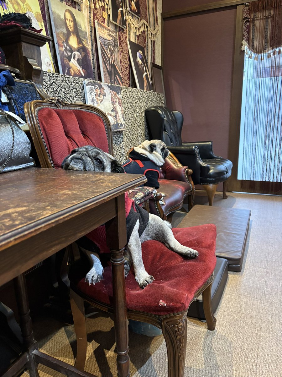 pugstyle41's tweet photo. 流石にアゴのせるとこが高すぎるだろ https://t.co/CgEH6jWt0E