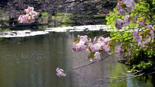 vaticannews_it's tweet image. All’inizio della #primavera, che  nel 2026 si apre oggi, #20marzo, ripercorriamo alcune riflessioni dei #Pontefici che esortano, nonostante drammi e conflitti, a guardare al futuro con fiducia.
#VaticanNewsIt

⬇️
short.do/cbqIyj