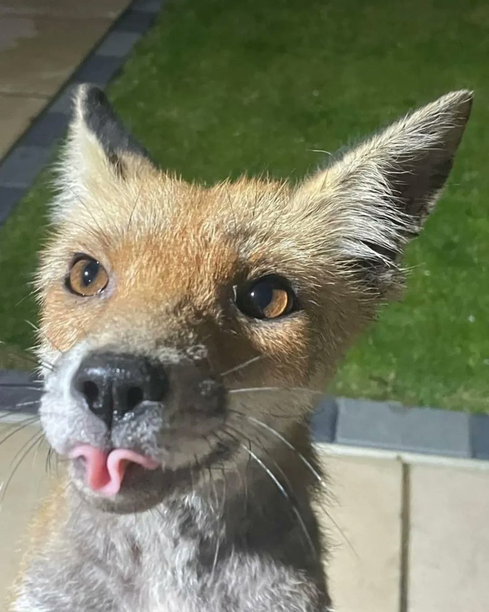 Faktenfuchs (Subcufuchs) tweet media