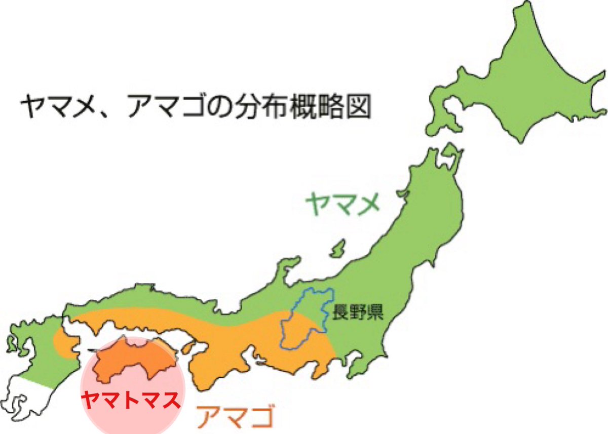 maxgorimax's tweet photo. 近年遺伝子研究され、いろいろと判明してきました
アマゴもヤマメも最初は［創期ヤマトマス］から進化、派生しました。
四国はアマゴエリアでアマゴの養殖放流もされていますが、四国在来種をDNA検査するとアマゴでもヤマメでもなくヤマトマスと言うことが発見されたのです。 https://t.co/UHRJvco48M