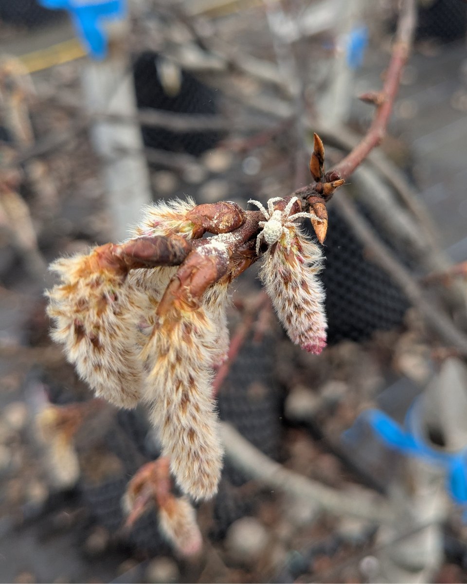 Trees for Life tweet media