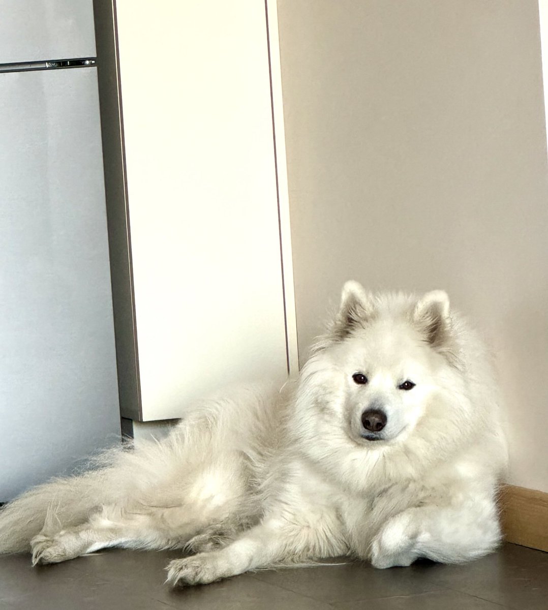 nordic hysteria tweet media