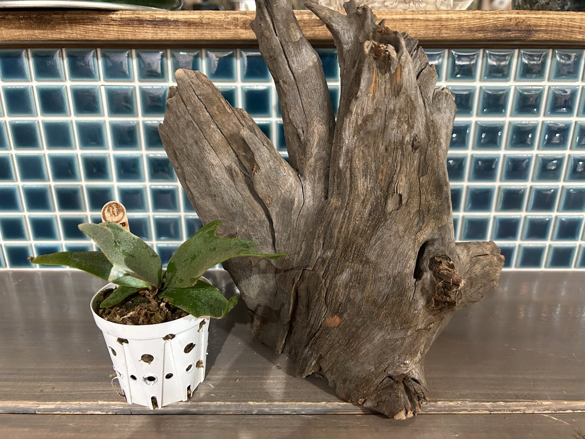金童 P.willinckii 'Golden boy' spored' × ブラックホーン ＋ (穴あけ