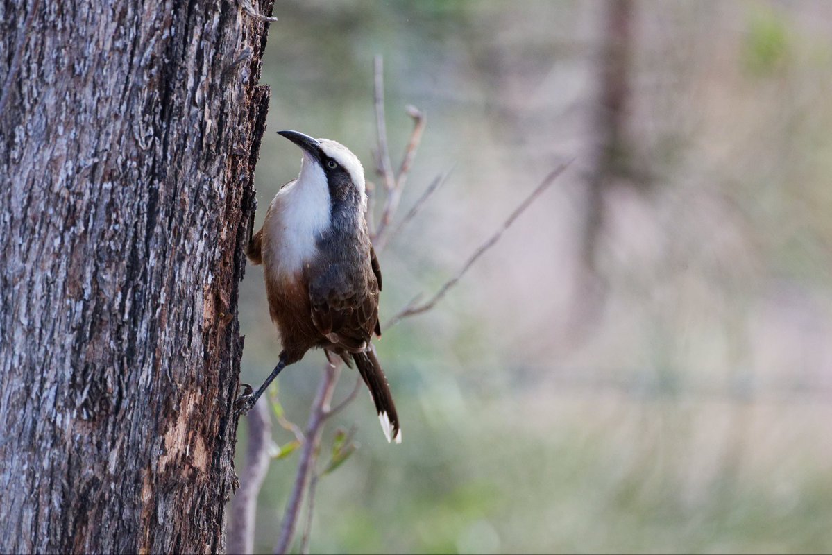 Duncan McConachy tweet media