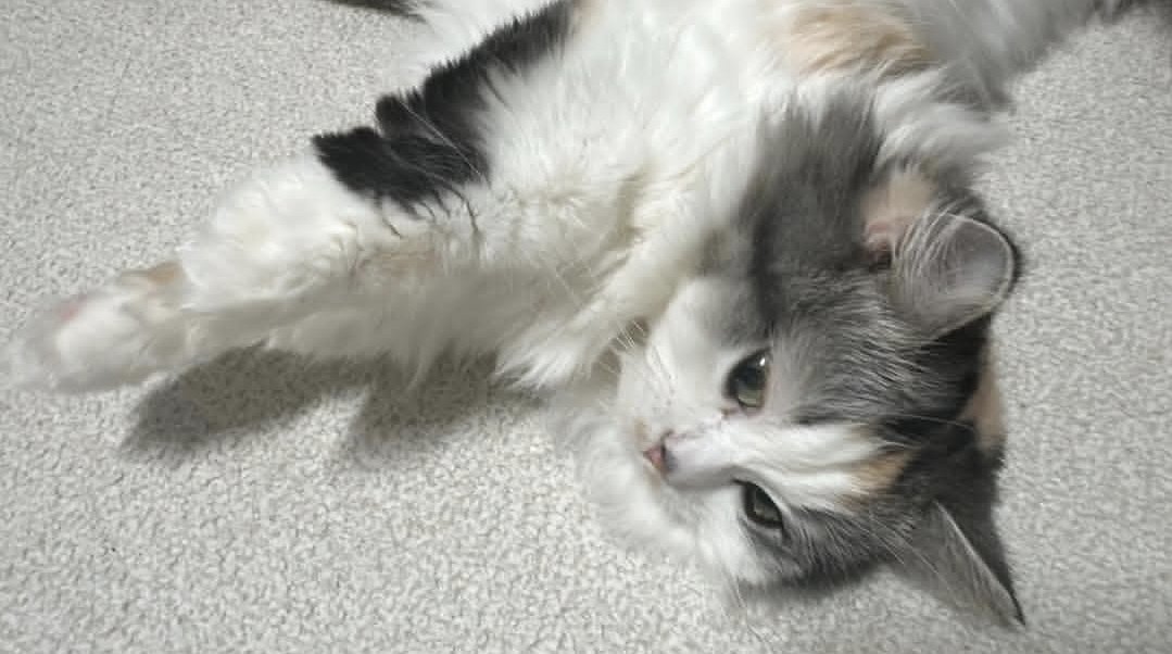 vivi folder tweet media