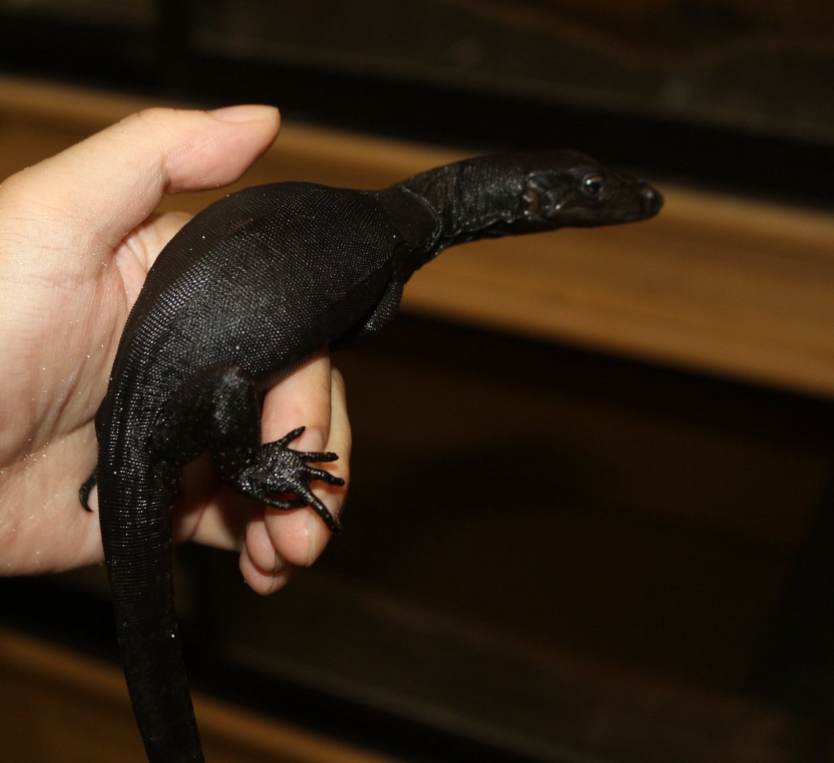 エキゾチックサプライ tweet media