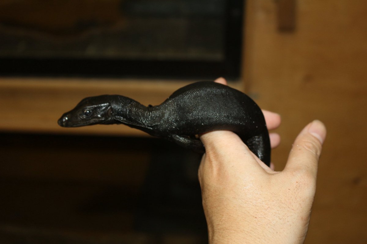 エキゾチックサプライ tweet media