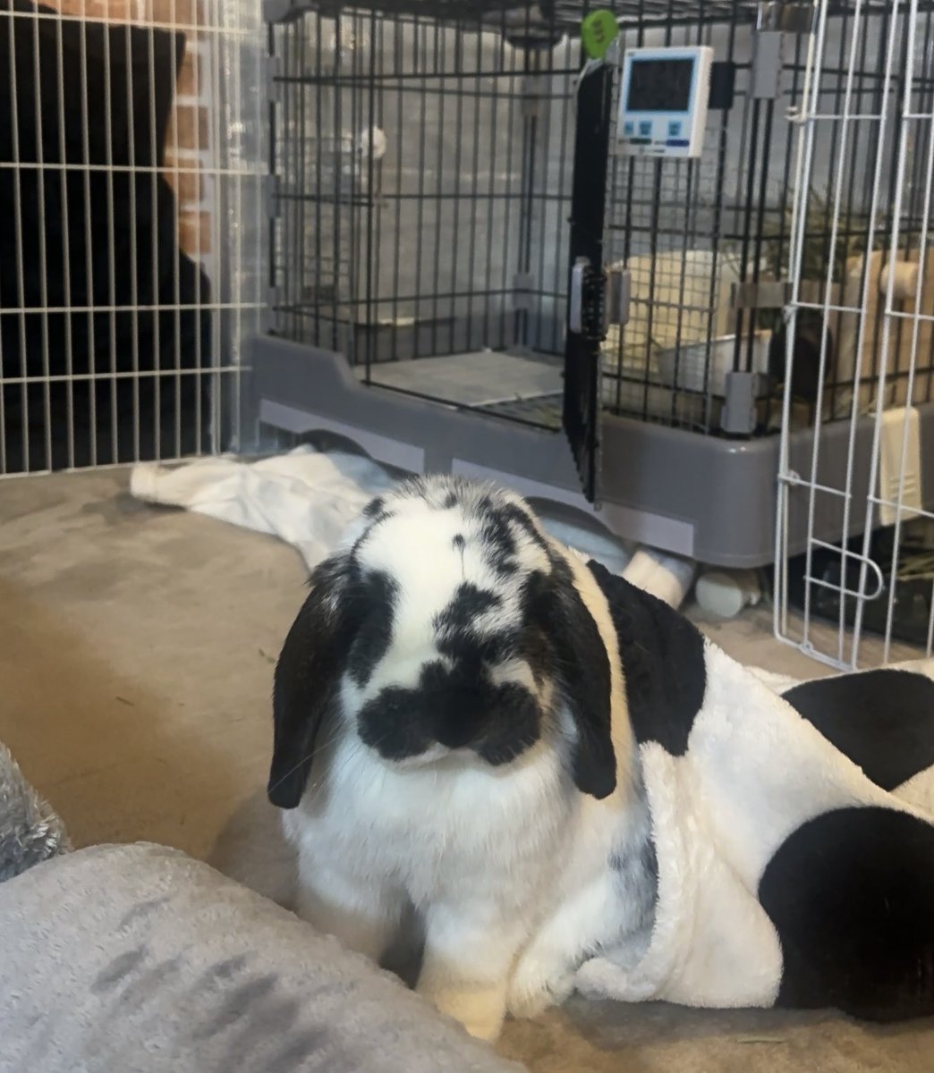 うさぎのバズ🐰I am Buzz tweet media