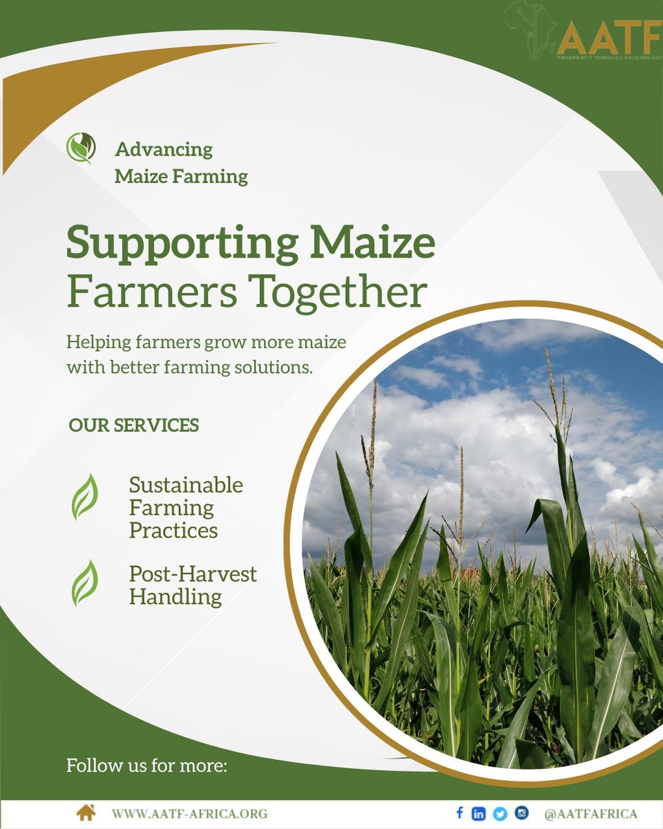 aatfafrica's tweet image. By accelerating the #adoption of proven agricultural technologies, the #TAATMaize Compact is helping scale solutions that improve maize productivity and support #resilient #farmingsystems across #Africa. #AATFAfrica #ProsperitythroughTechnology #ScalingforImpact