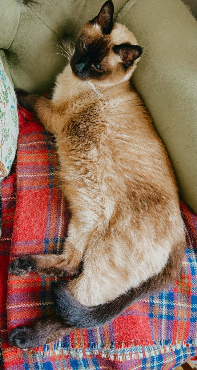 маленькая мышь в уютной норке tweet media