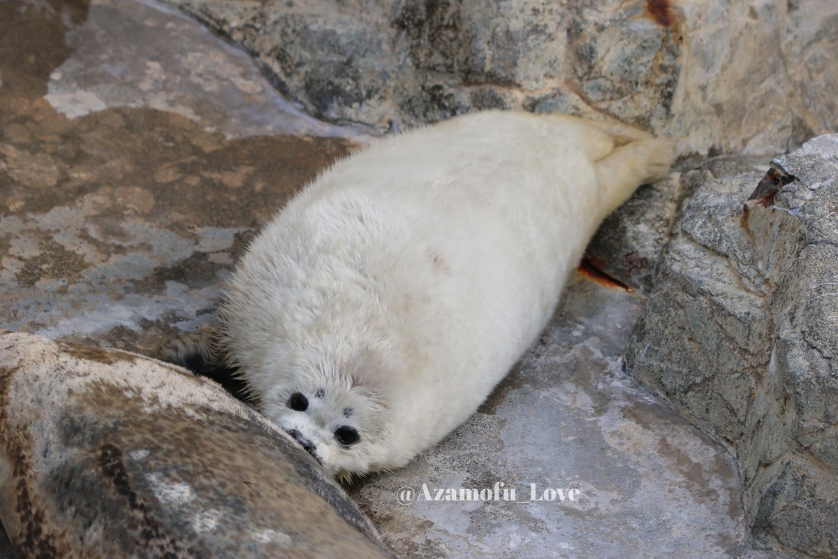 アザモフスキー🦭 tweet media