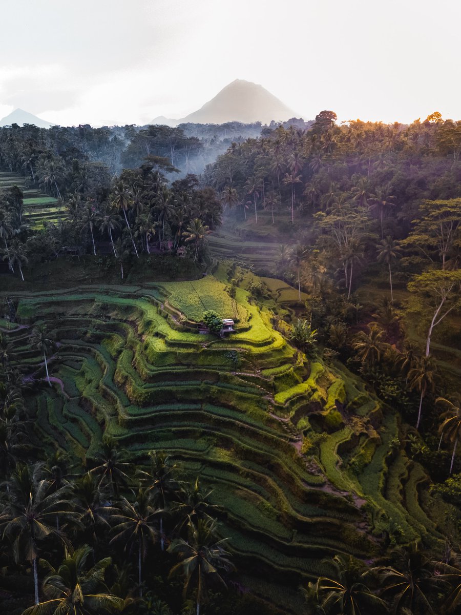 The World tweet media