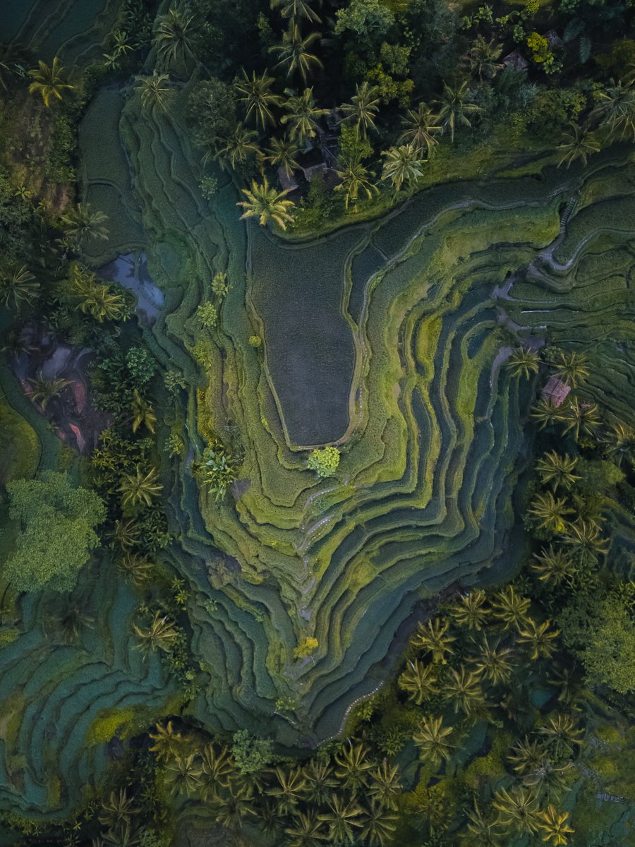 The World tweet media