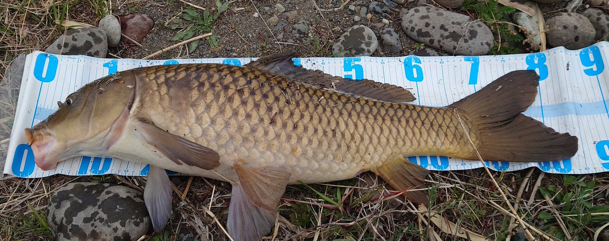 Noir(ノワール) tweet media