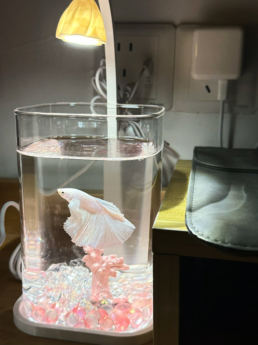 kk今天碎碎念了吗 tweet media