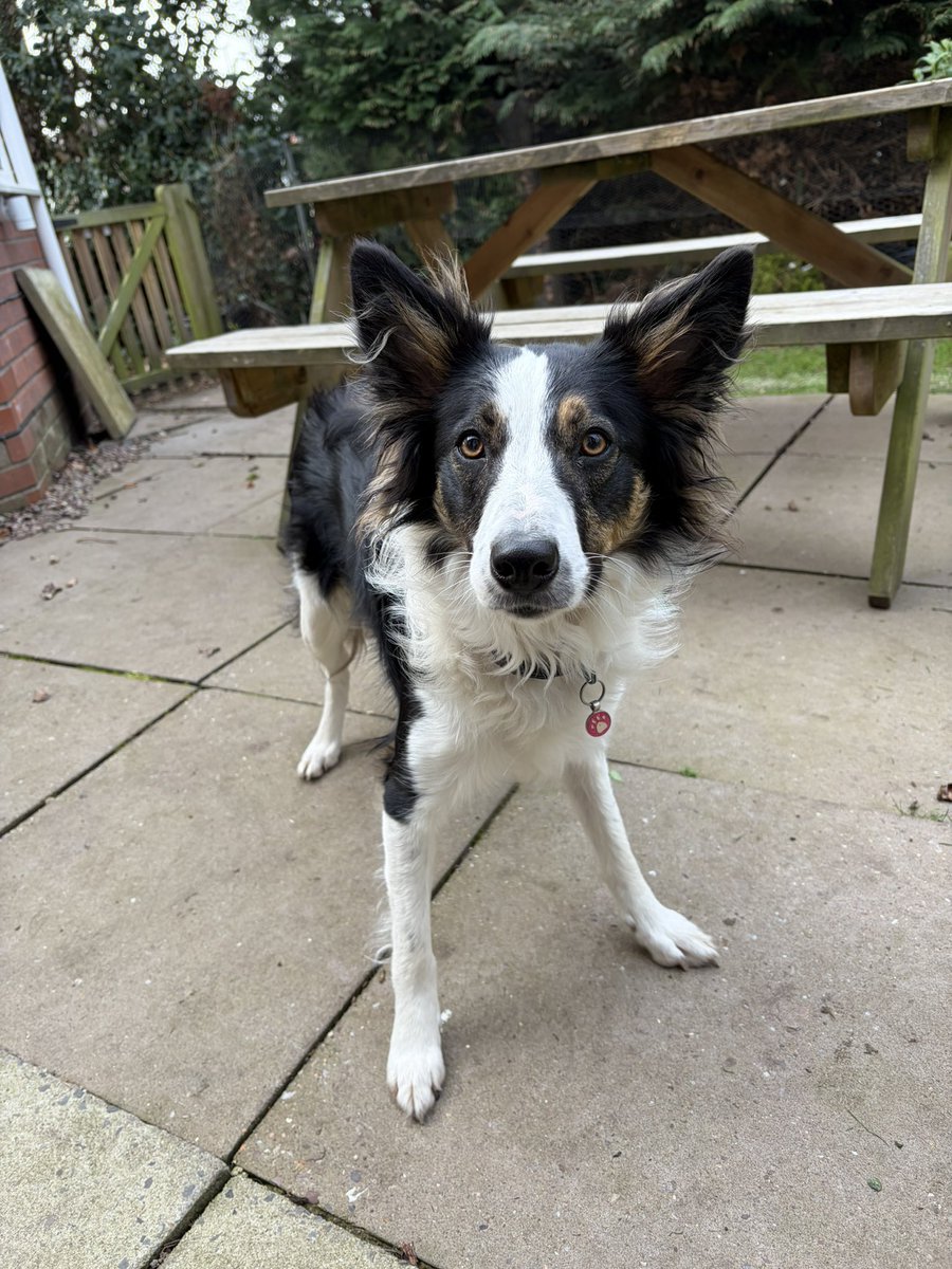 Puppy Bess and Auntie Kes tweet media