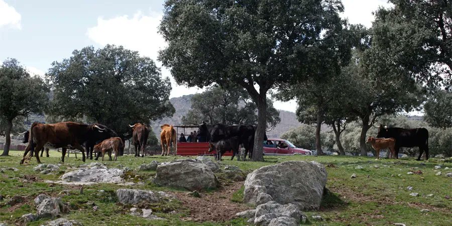 Ganadería EL PILAR tweet media