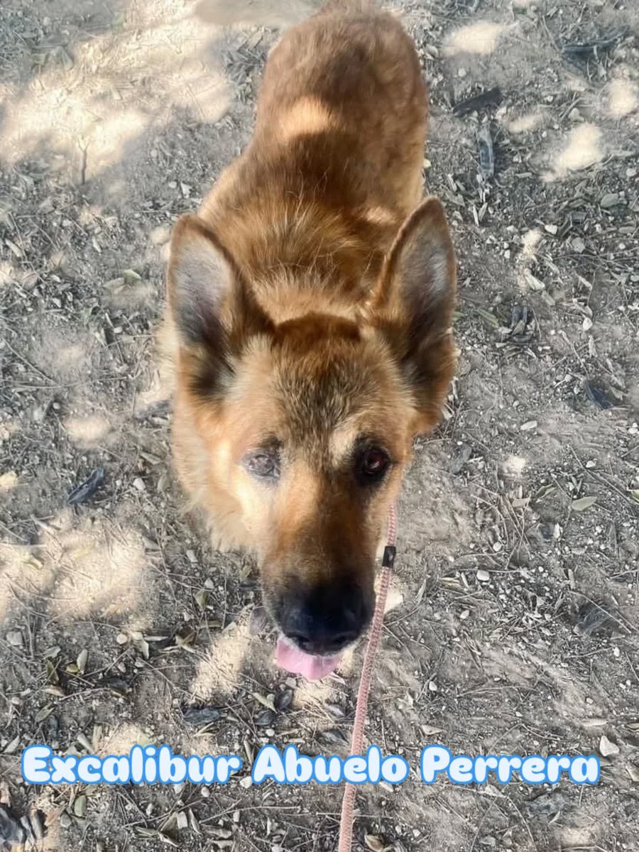 SOS Abuelos tweet media