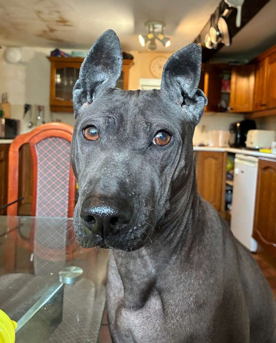 Animal Adoptions UK 🐕🦺🐈🐎❤️ tweet media