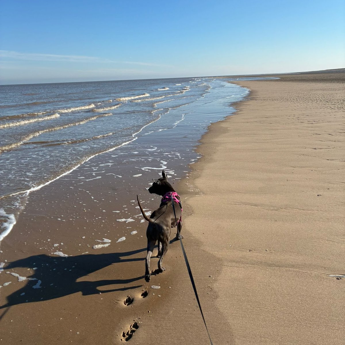 Animal Adoptions UK 🐕🦺🐈🐎❤️ tweet media