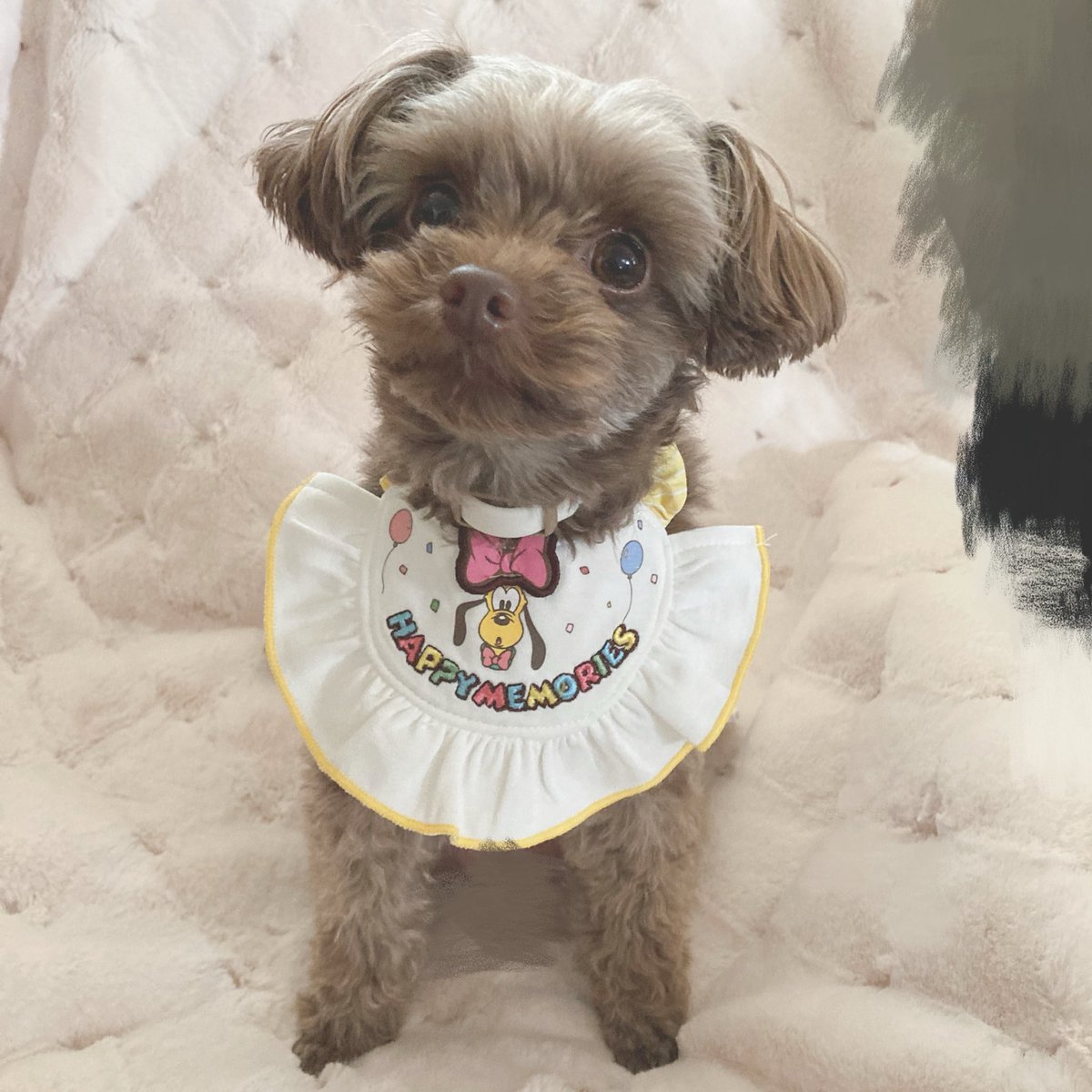 ___a0320's tweet photo. 4歳ｵﾒﾃﾞﾄｯ🧁🤍 https://t.co/V5z7zthN6M
