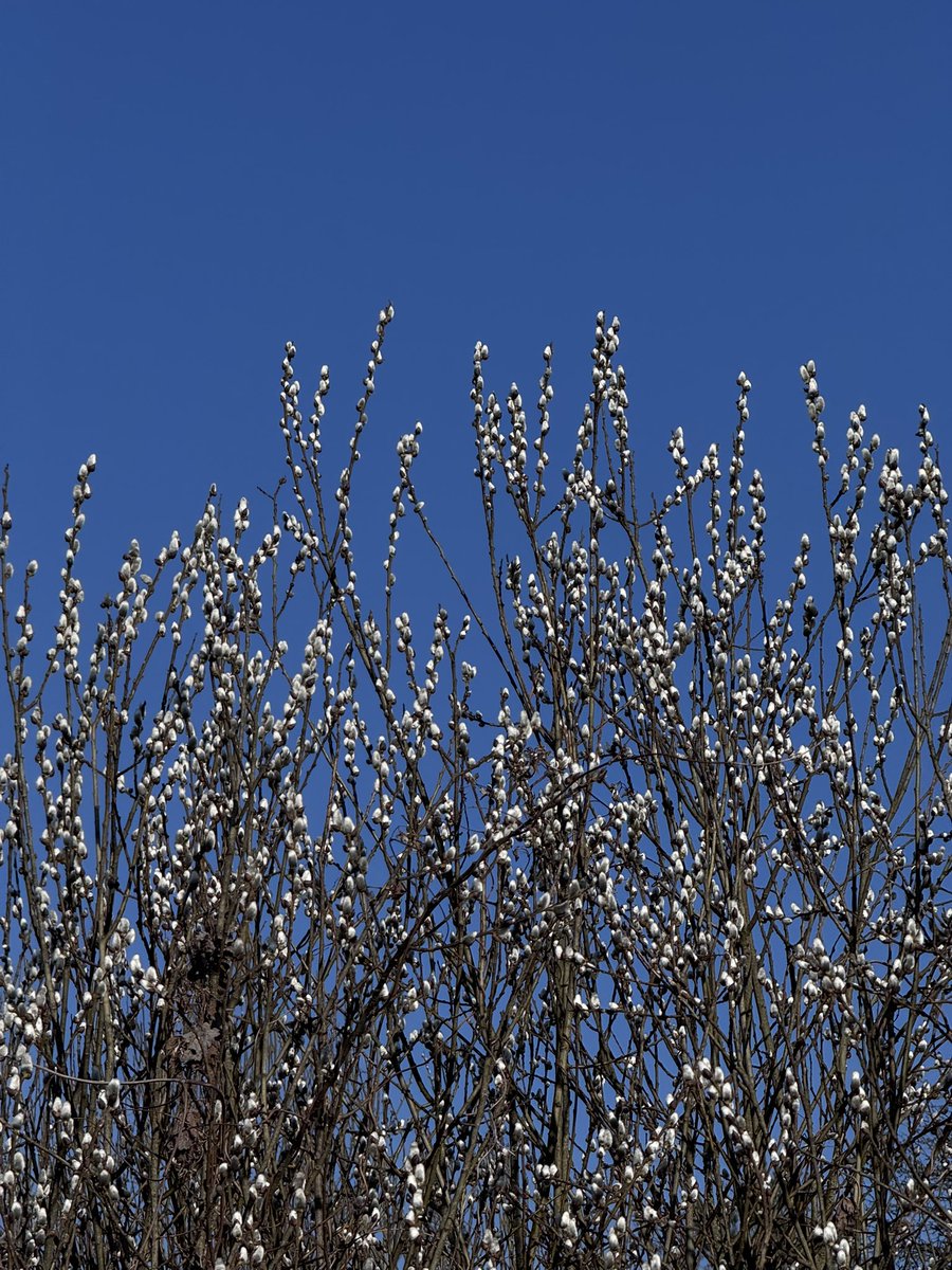 Ніка tweet media