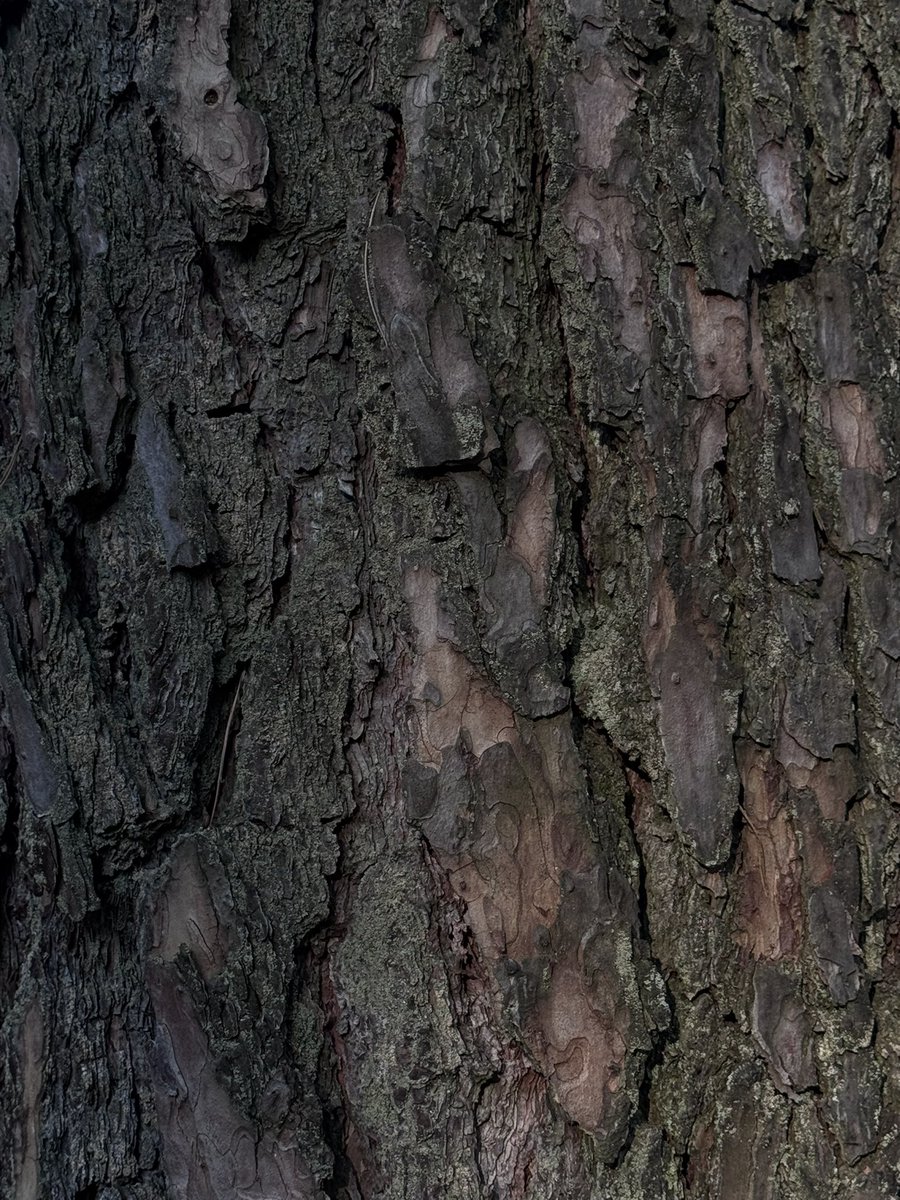 Ніка tweet media