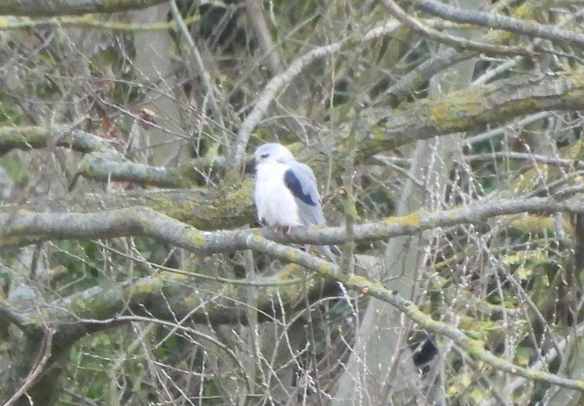 Dave Jackson tweet media