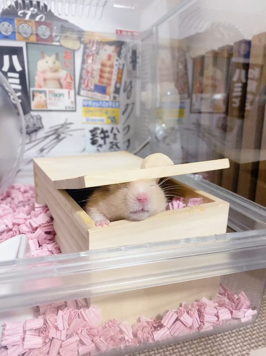 ﾐﾊにやさしく tweet media