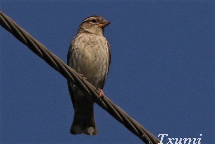 Jaume Campderròs “Txumi” tweet media