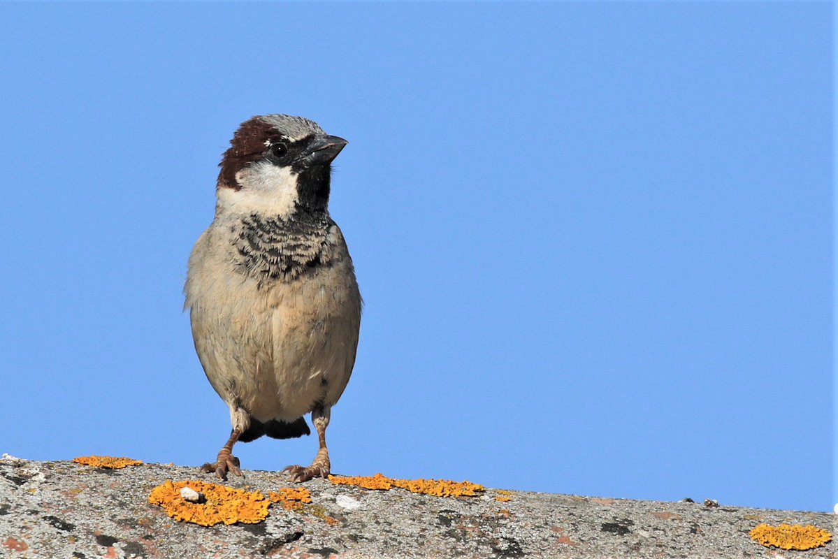 Jaume Campderròs “Txumi” tweet media