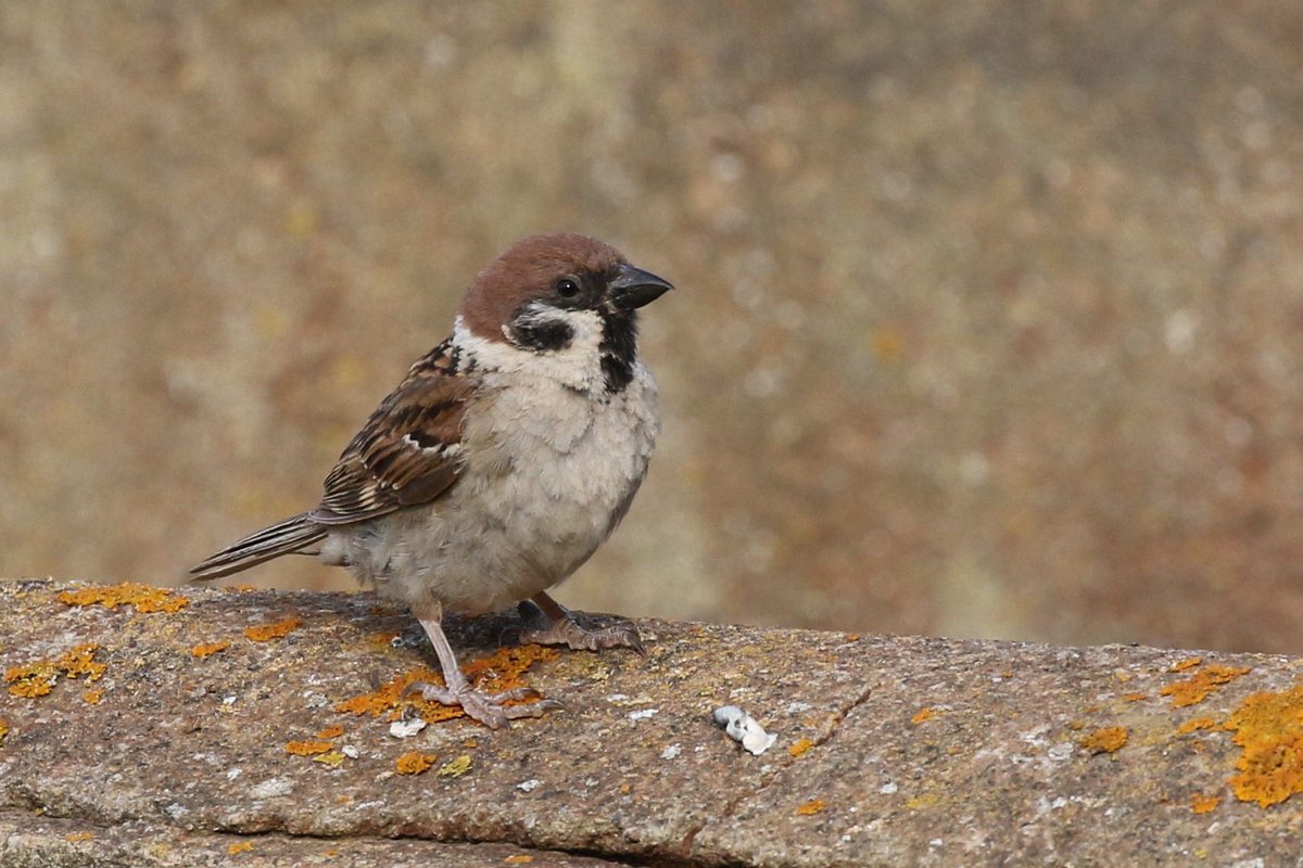 Jaume Campderròs “Txumi” tweet media