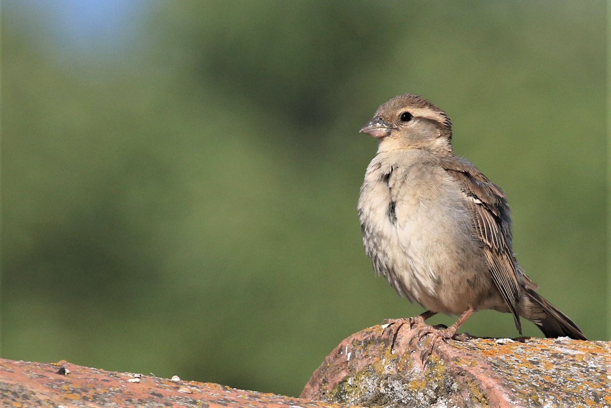 Jaume Campderròs “Txumi” tweet media