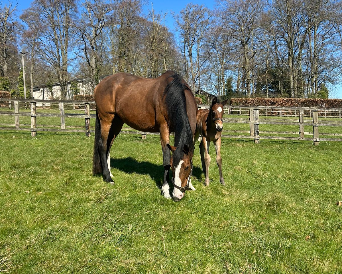 Lanwades Stud tweet media