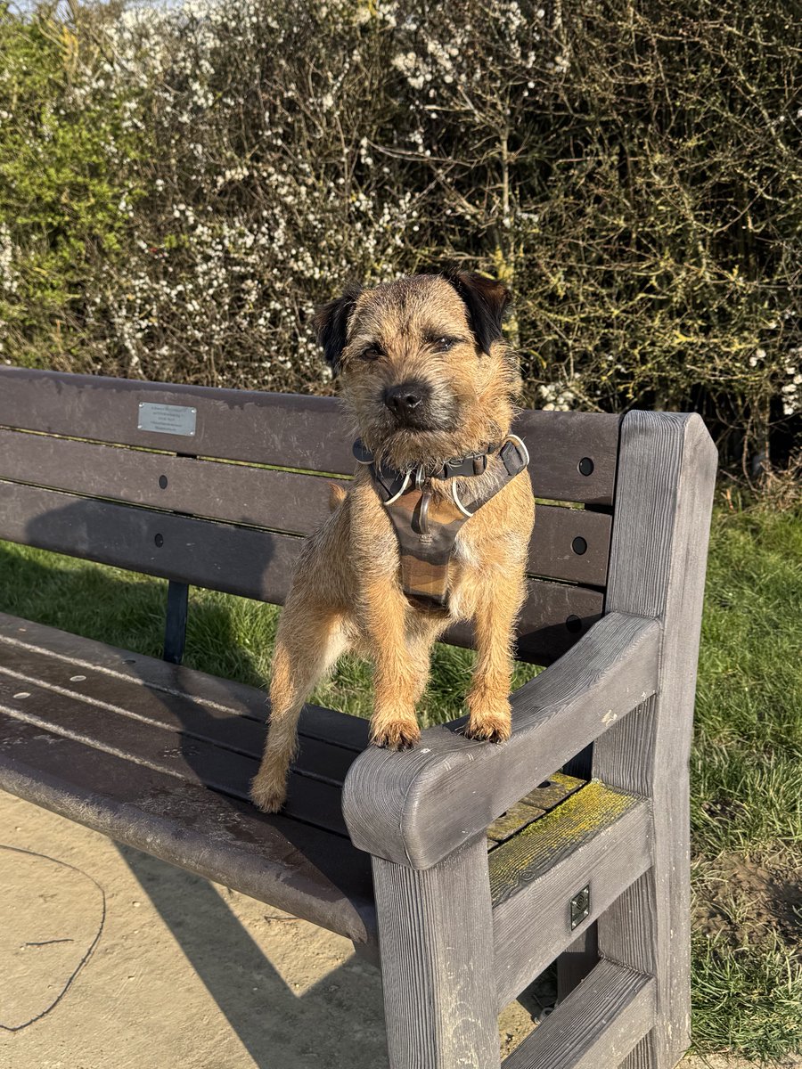 chesterterrier's tweet image. Happy #friyay pals ☀️ #btposse