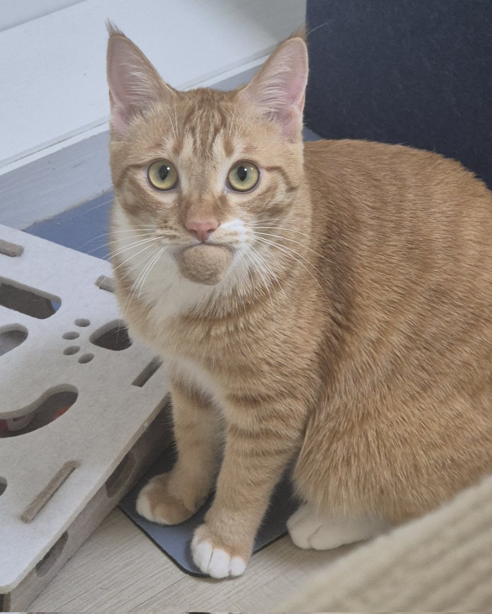 치치코코땡🚂 tweet media