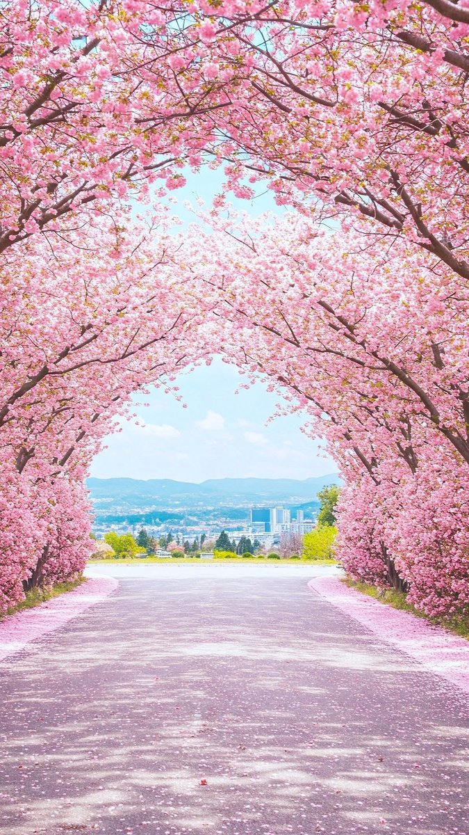 torarelaxtime's tweet photo. Happy and beautiful Friday🌸

#HappyFriday 
#SpringFlowers 
#Cherryblossoms 
#NatureLover 
#NaturePhotography https://t.co/aNoFFbI7HU
